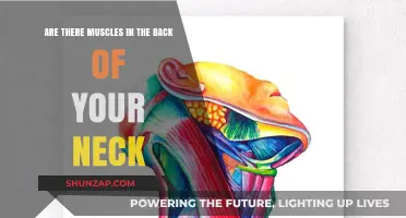 Unveiling the Hidden Muscles: Exploring Your Neck's Rear Anatomy