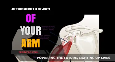 Do Arm Joints Have Muscles? Unraveling the Anatomy of Your Arms