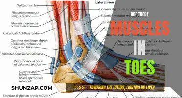 Toes: Muscles or Not?