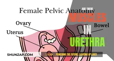 The Urethra: Muscular Tube or Just a Passageway?