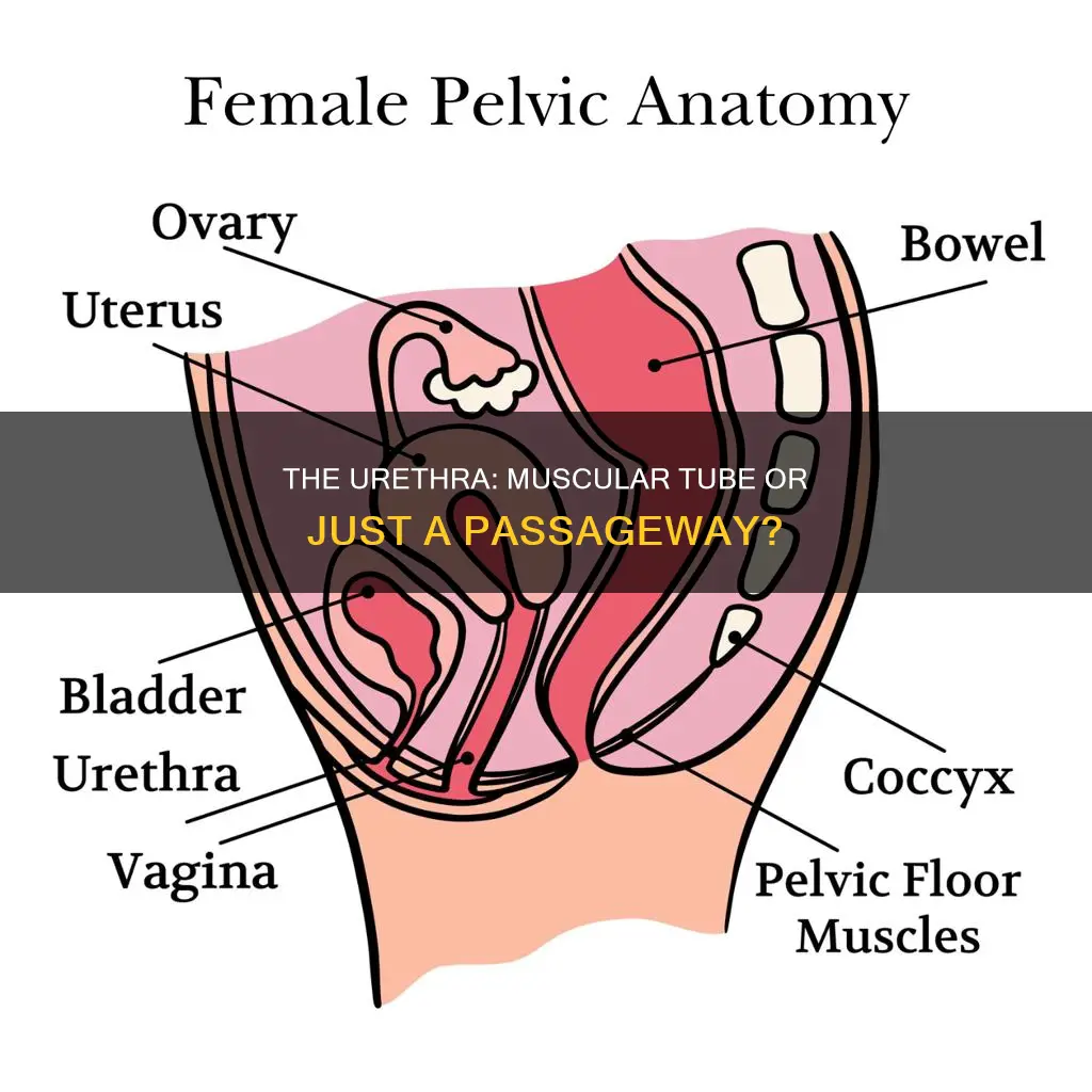are there muscles in urethra