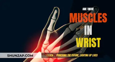 The Muscular Anatomy of Wrists: What You Need to Know