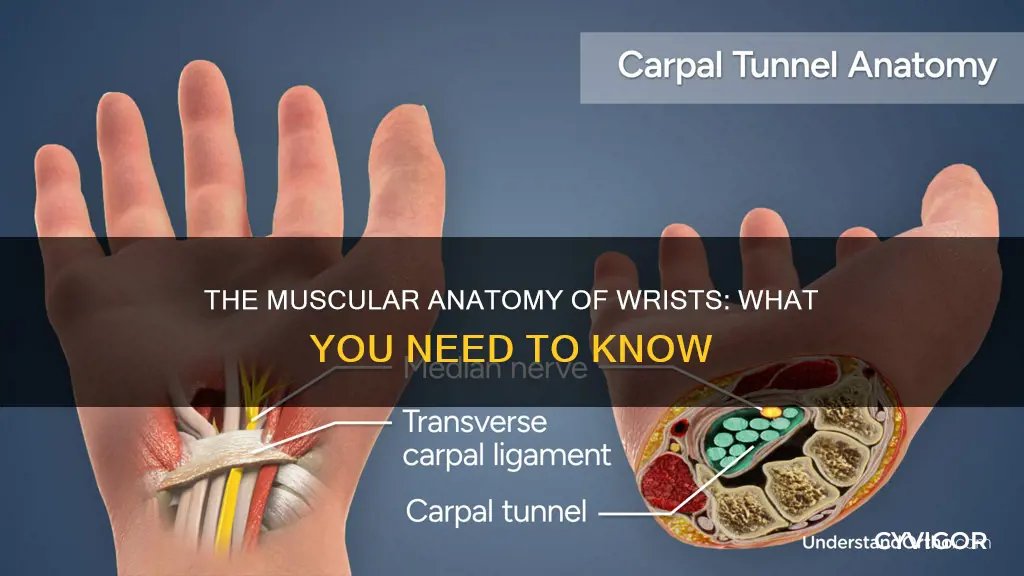 are there muscles in wrist