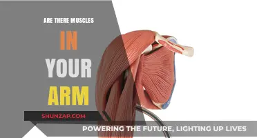 Exploring Arm Anatomy: Unveiling the Muscles in Your Upper Limb
