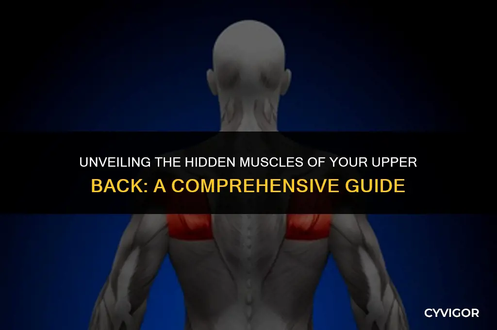 are there muscles in your upper back