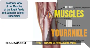 Ankle Muscles: What Are They and What Do They Do?