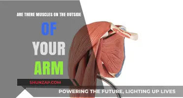 Do Muscles Exist on the Outer Surface of Your Arm?