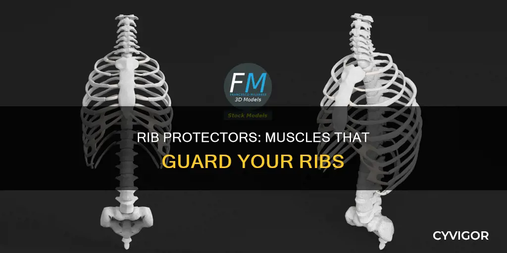 are there muscles protecing ribs