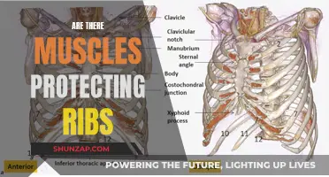 Ribs: What Muscles Protect Them and How?