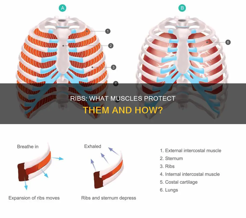 are there muscles protecting ribs