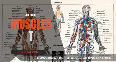 The Ultimate Guide to Discovering Every Muscle in Your Body