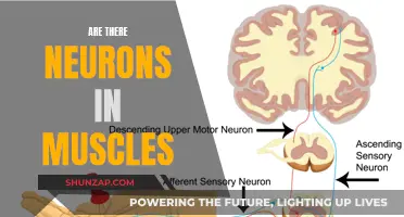 The Mystery of Neurons in Muscles: Solved!