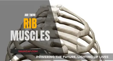 Rib Muscles: Do They Exist?