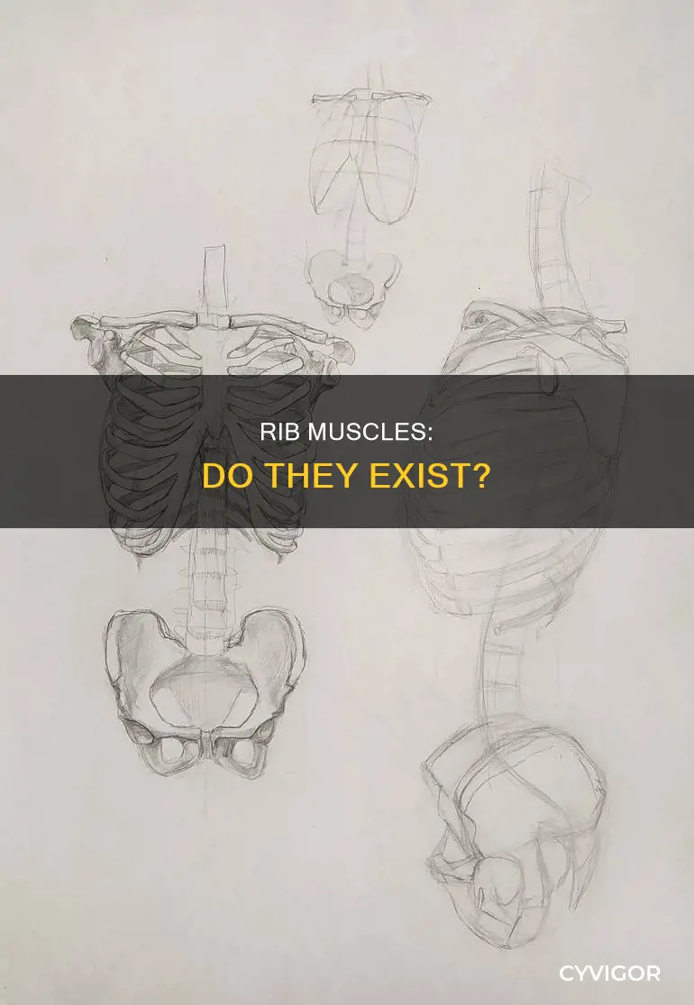 are there rib muscles