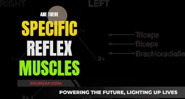 Reflex Muscles: Are They Specific or General?