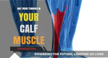 Exploring the Anatomy of Calf Muscles: Tendons and Beyond