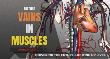 Vascular System and Muscles: Understanding Their Interdependence