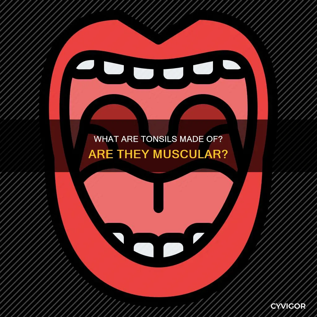are tonsils a muscle