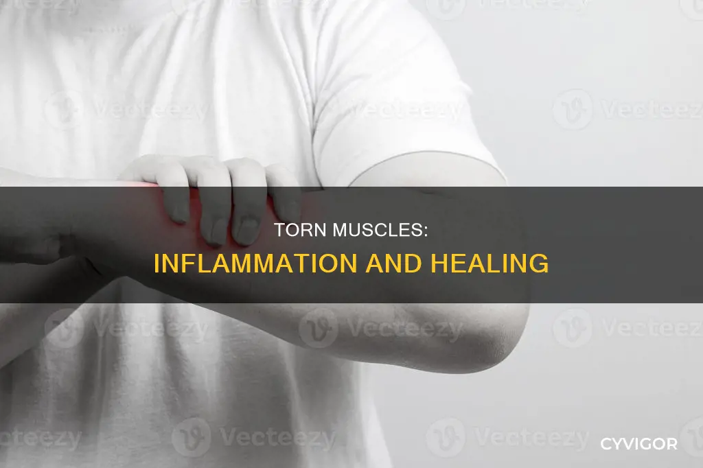 are torn muscles inflamed