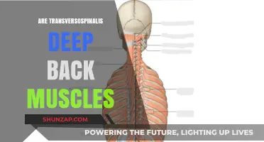 Exploring the Depths: Understanding Your Transversospinalis Muscles