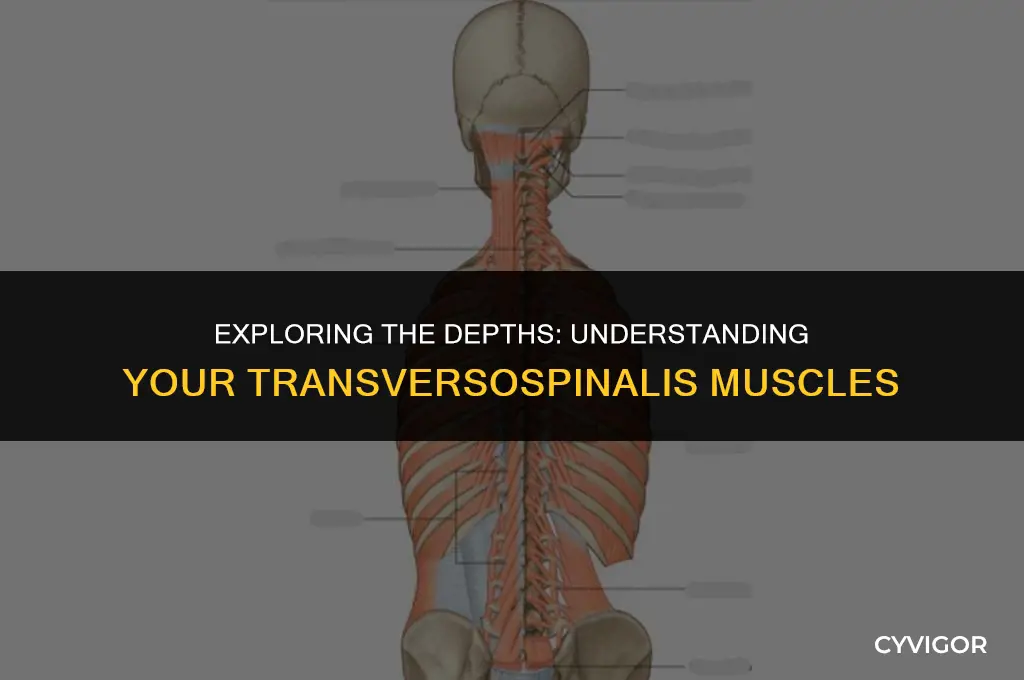 are transversospinalis deep back muscles