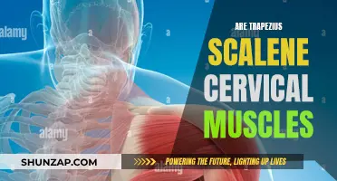 Trapezius, Scalenes, and Cervical Muscles: What's the Connection?