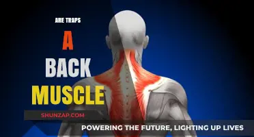 Exploring the Myth: Traps as a Back Muscle - Truth or Fiction?
