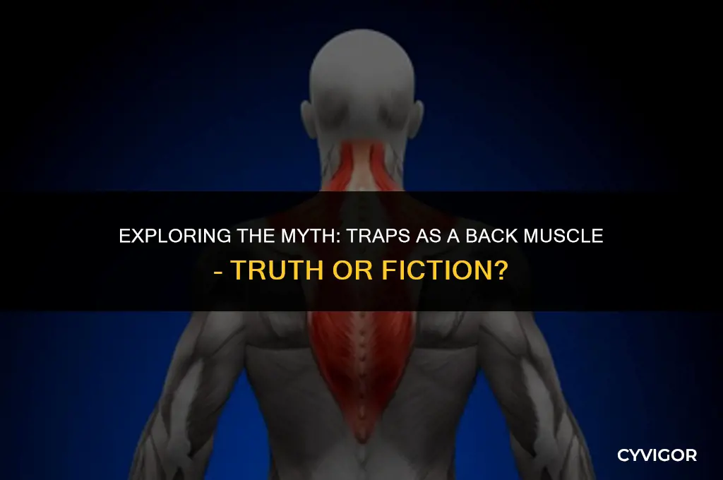 are traps a back muscle