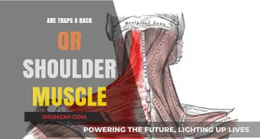 Traps: The Overlooked Heroes of Back and Shoulder Strength