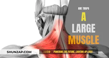 Traps: The Ultimate Guide to This Large Muscle Group