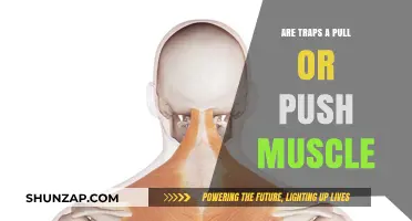 Are Traps Push or Pull Muscles? Understanding Their Role in Training