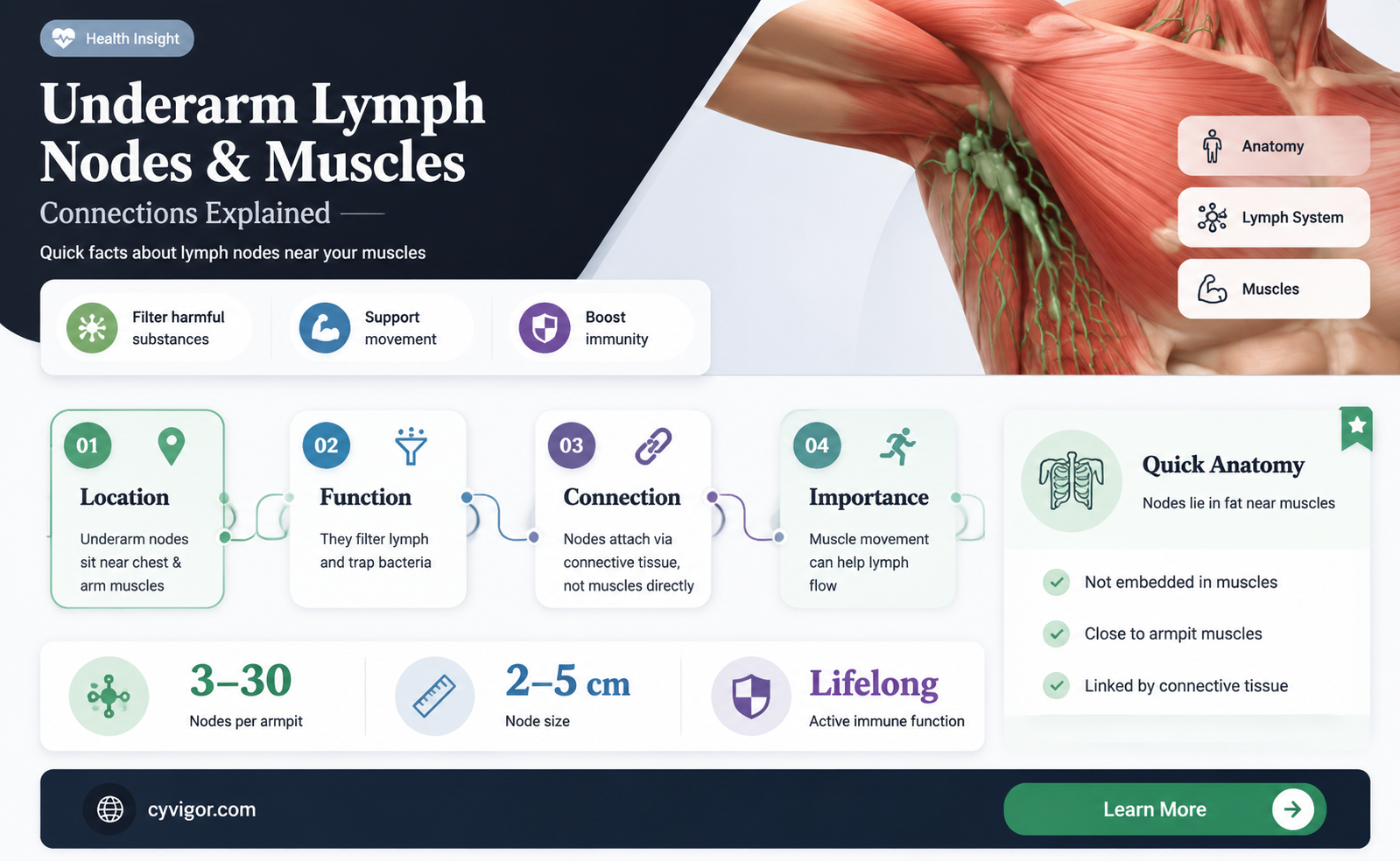 are lymph nodes under arms attached to muscle