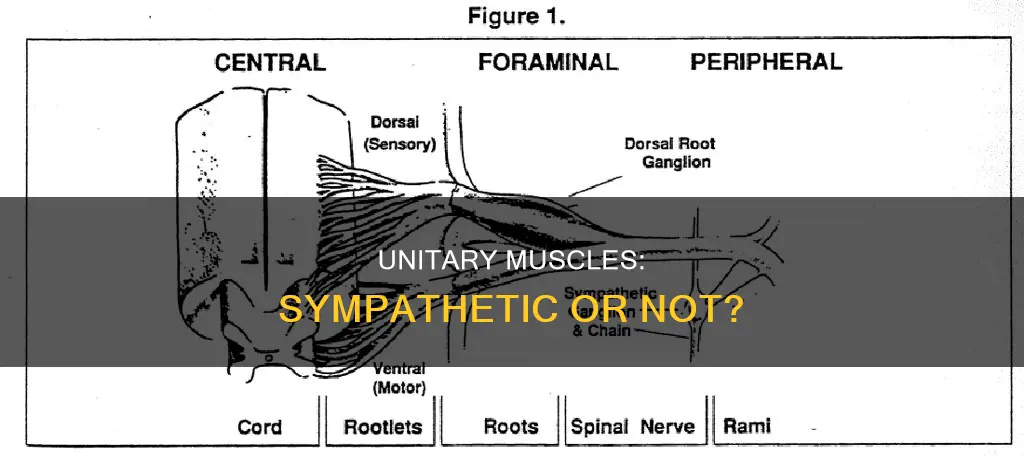 are unitary muscles sympathetic