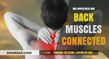 Exploring the Connection: Upper Neck and Back Muscles