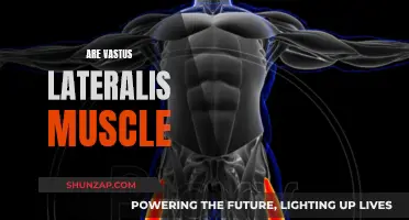 The Vastus Lateralis Muscle: Powering Your Body's Strength and Agility