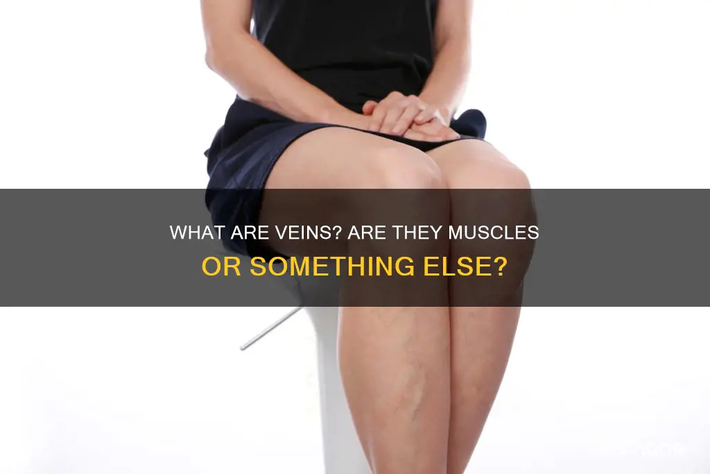 are veins a muscle