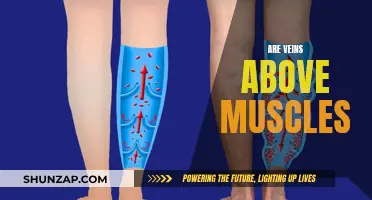 Veins and Muscles: What's the Relationship?
