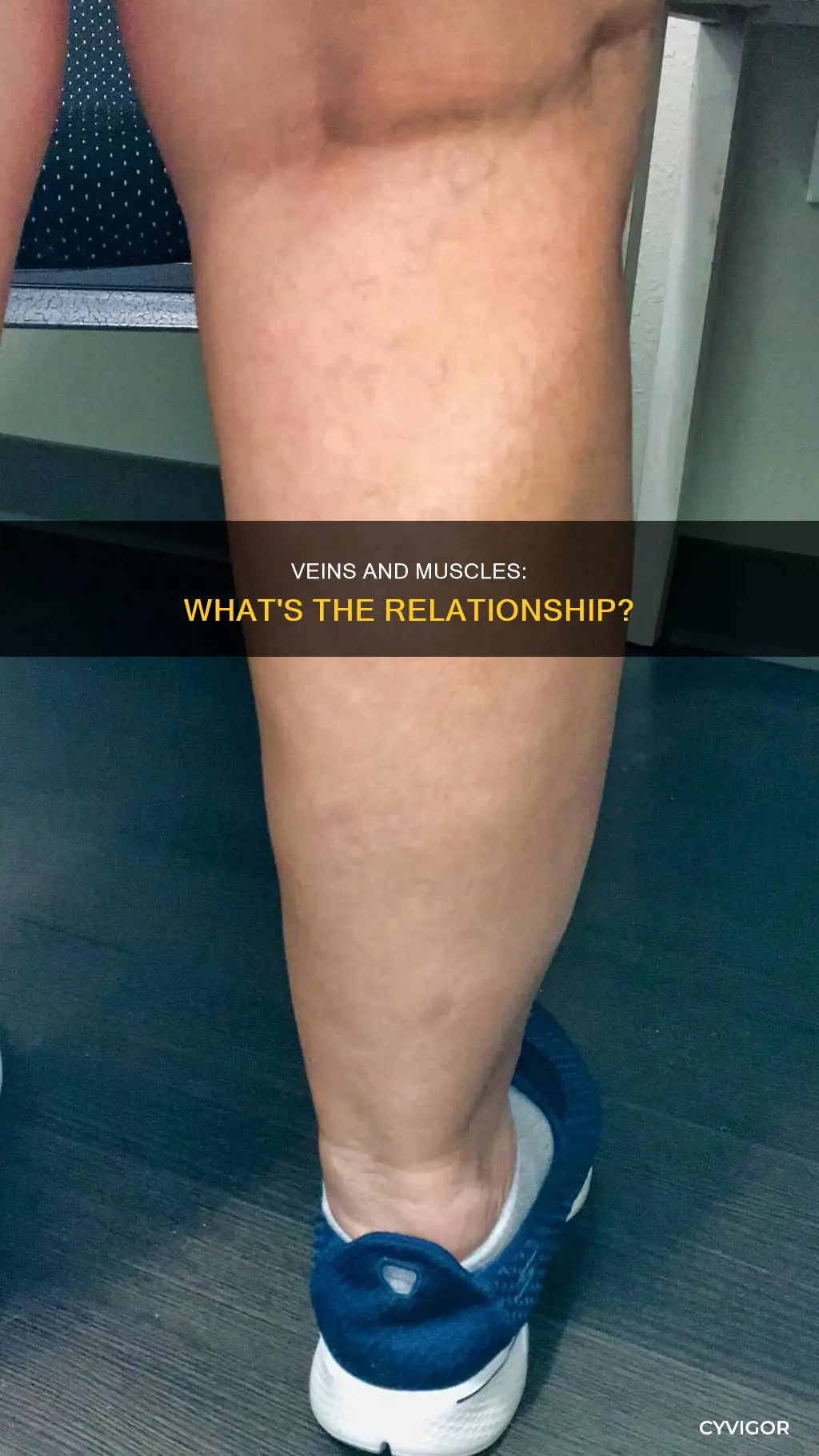 are veins above muscles