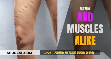What Makes Veins and Muscles Different?