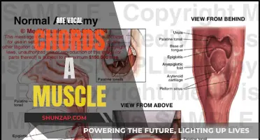 Vocal Chords: Muscles or More?