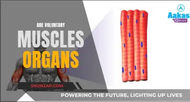 Voluntary Muscles and Organs: What's the Connection?