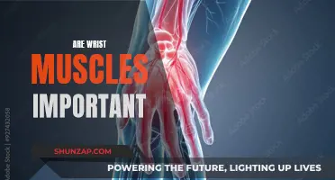 Wrist Muscles: Why They're Vital to Your Health