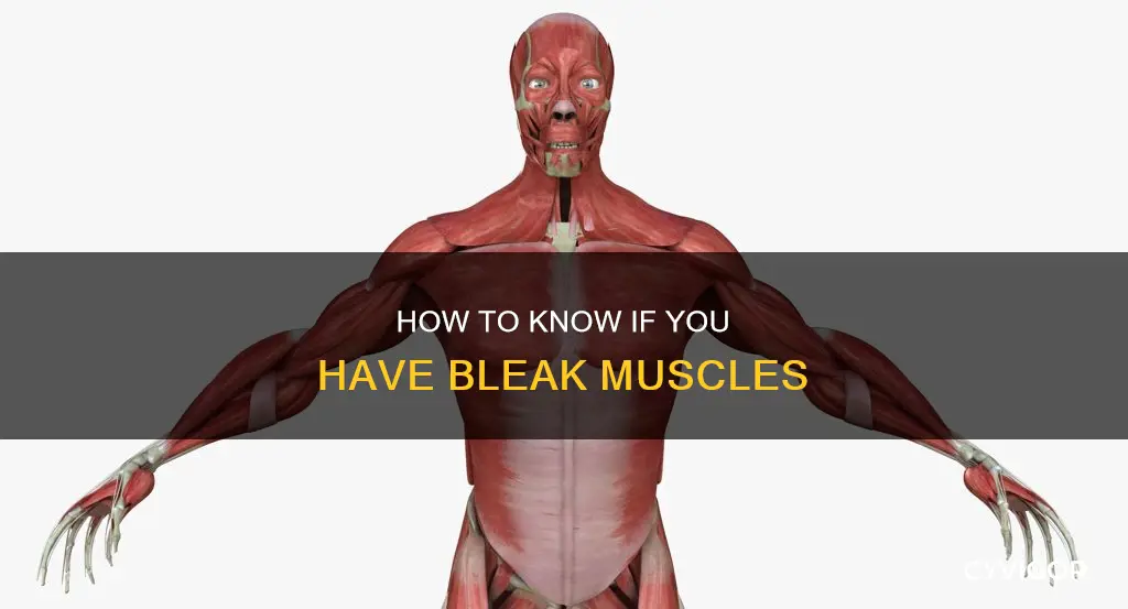 are you a bleak muscles