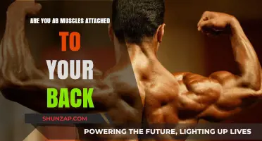 Core Connection: Are Your Abs and Back Muscles Linked?