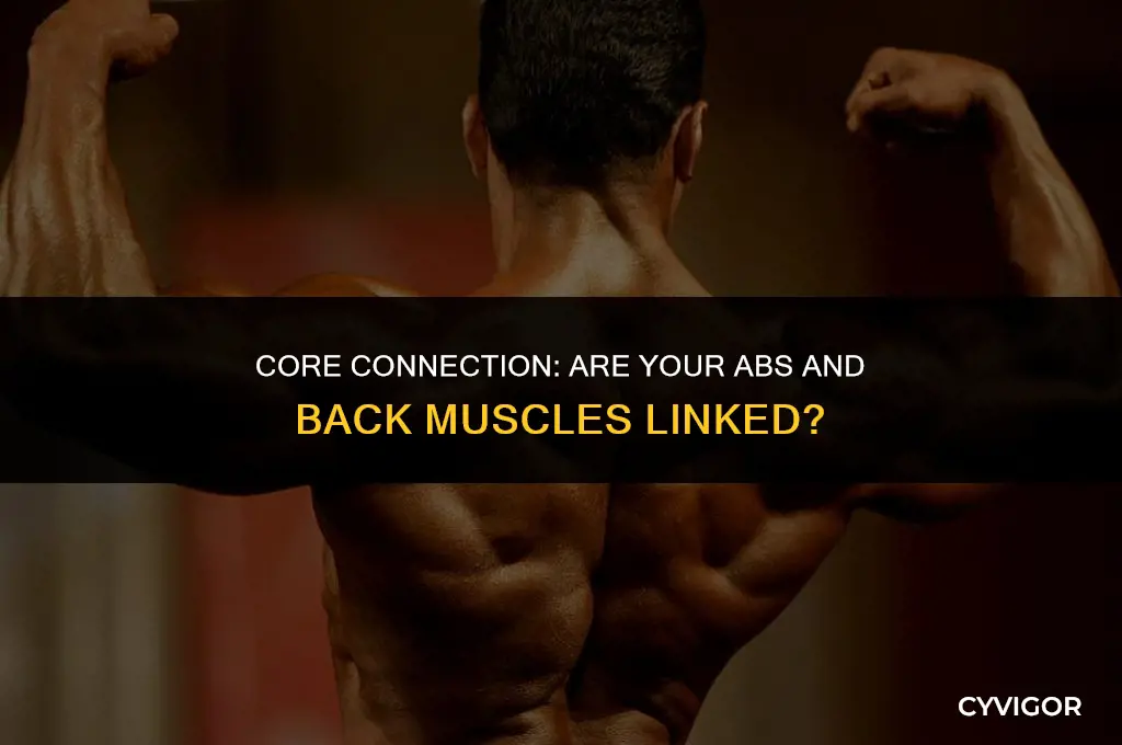 are you ab muscles attached to your back