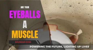 Eyeballs: Muscles or Not? Understanding the Human Eye Better