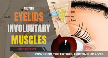 Eyelid Muscles: Are They Under Our Conscious Control?