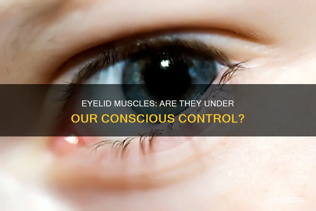 are your eyelids involuntary muscles