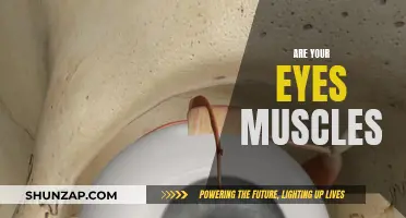 Eyes: Muscles or Not? Understanding the Truth Behind the Myth