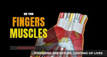 How Fingers Flex: Muscles or Bones?